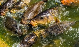 В Прикамье утвердили субсидии на производство и реализацию товарной рыбы