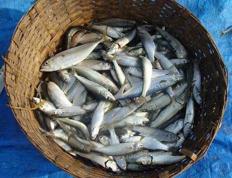 Правительство определило перечень видов водных биоресурсов для контроля за иностранными инвестициями в сфере рыболовства