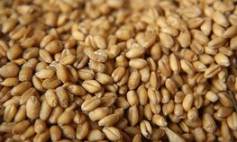 В Запорожской области планируют собрать в 2023 году 2,5 млн тонн зерновых
