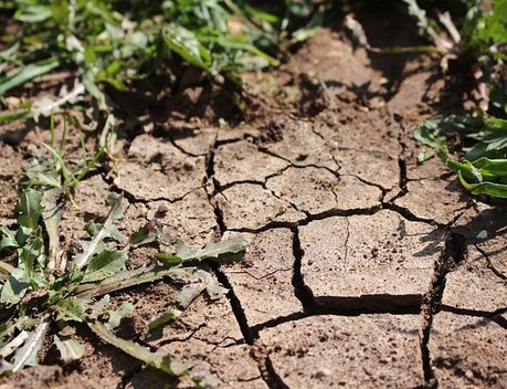 В четырех районах Новосибирской области из-за засухи ввели режим ЧС
