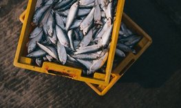 Одобрено льготное финансирование проектов по перевозке рыбной продукции с Дальнего Востока
