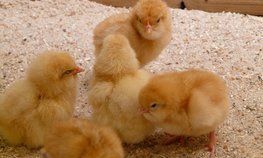 АО СК «РСХБ-Страхование» застраховало более 500 тысяч голов птицы АО «Агрофирма Боровская»