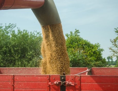 Запасы зерна в сельхозорганизациях России на 1 июня выросли в 1,7 раза
