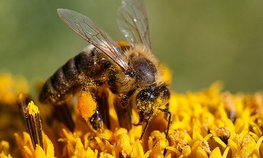 Пчеловодам сообщат о применении пестицидов на полях