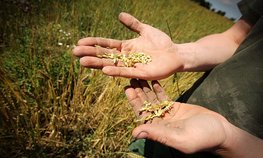 В России собрано более 11 млн тонн зерна