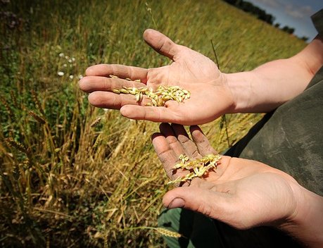 В России собрано более 11 млн тонн зерна
