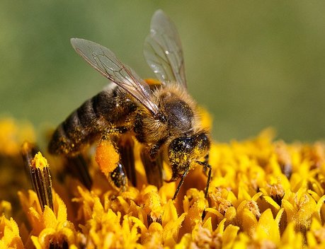 Пчеловодам сообщат о применении пестицидов на полях