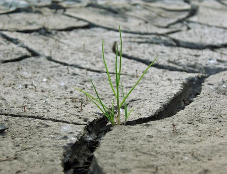 НСА: в Чувашии, где введен режим ЧС из-за гибели сельзхозкультур, застраховано 30 тыс. га посевов