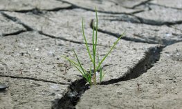 НСА: в Чувашии, где введен режим ЧС из-за гибели сельзхозкультур, застраховано 30 тыс. га посевов