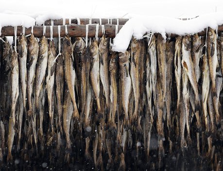 Регионы Енисейской Сибири планируют пробные поставки рыбы и мяса в Китай