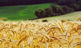 В Краснодарском крае собрали свыше 9 млн тонн зерна