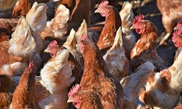 Минсельхоз не видит тенденцию снижения производства мяса птицы в РФ в 2023 году