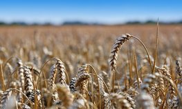 НСА: в 2023 году отмечено снижение тарифов при страховании урожая зерновых на 35 %