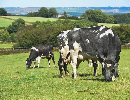 Поголовье коров на личных подворьях Волгоградской области пополняется за счет альтернативного животноводства