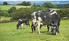 Поголовье коров на личных подворьях Волгоградской области пополняется за счет альтернативного животноводства