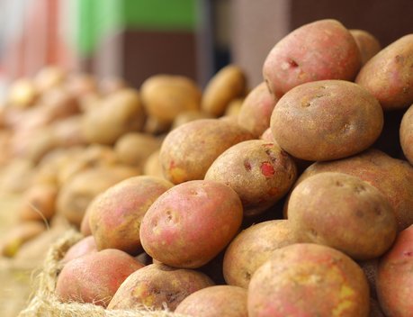В Волгоградской области растет объем производства овощей и картофеля