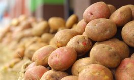 В Волгоградской области растет объем производства овощей и картофеля