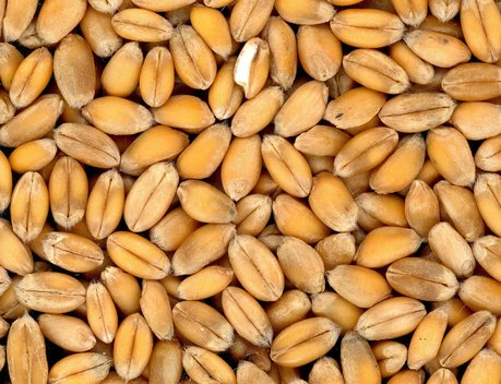 Минсельхоз не планирует в 2023 году закупать зерно в интервенционный фонд