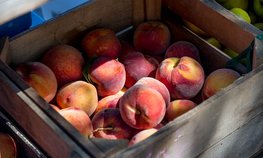 Поставки яблок и персиков в РФ из Новой Зеландии запретили
