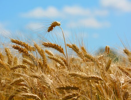Сбор зерна в России превысил 100 млн тонн