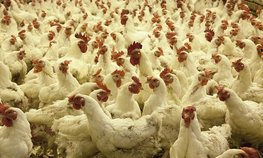 Подмосковье экспортировало более 56 тыс. тонн мяса птицы за семь месяцев 2023 года