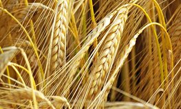 Нижегородские аграрии побили прошлогодний рекорд по сбору зерна