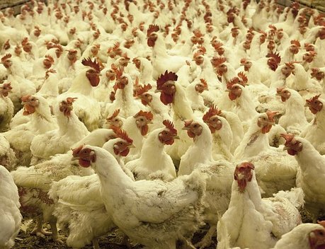 Подмосковье экспортировало более 56 тыс. тонн мяса птицы за семь месяцев 2023 года