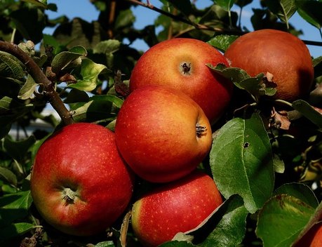 Более 10 тыс. тонн яблок собрано в садоводческих хозяйствах Липецкой области