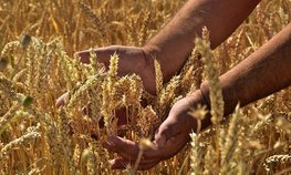 Минсельхоз анонсировал начало безвозмездных поставок зерна в Африку в ближайшее время