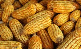 В Кабардино-Балкарии производство семенной кукурузы за пять лет выросло на 25 %