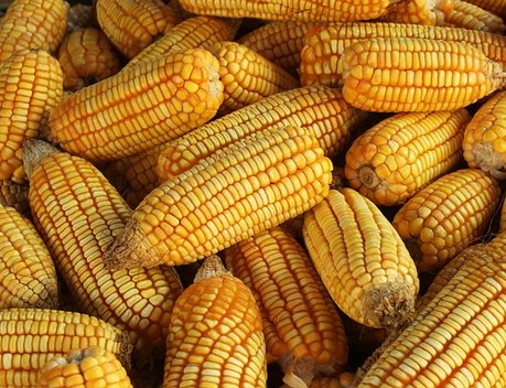 В Кабардино-Балкарии производство семенной кукурузы за пять лет выросло на 25 %