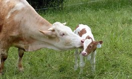 Объем реализации молока в сельхозорганизациях вырос на 4,3 %