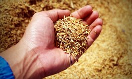 На Кубани строят первый в РФ завод по выпуску диоксида кремния из рисовой лузги