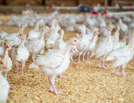 Ставропольские производители мяса птицы увеличили объем экспорта