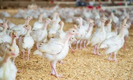 Ставропольские производители мяса птицы увеличили объем экспорта