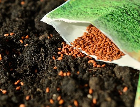 До конца года Минсельхоз определит объемы квотирования импорта семян