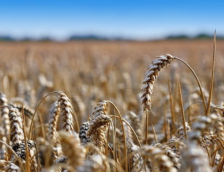 Аграрии Ивановской области собрали рекордный за 25 лет урожай зерна