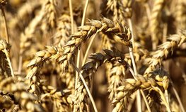 Волгоградская область на 118 % выполнила план по сбору зерновых