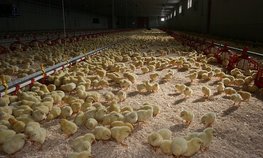 АО СК «РСХБ-Страхование» выплатило компенсацию производителю мяса птицы Ставропольского края