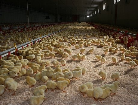 АО СК «РСХБ-Страхование» выплатило компенсацию производителю мяса птицы Ставропольского края