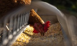 АО СК «РСХБ-Страхование» выплатило 10,4 млн рублей производителю мяса птицы в Брянской области