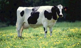 В Башкортостане продуктивность племенных коров выросла на 14 %