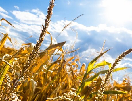Аграрии ЛНР с начала года продали в другие регионы России свыше 77 тыс. тонн зерна