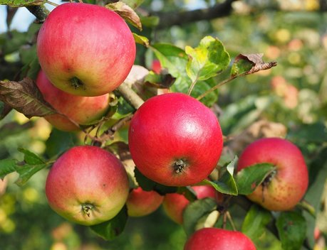 Липецкие садоводы собрали рекордный урожай яблок