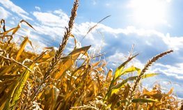 Аграрии ЛНР с начала года продали в другие регионы России свыше 77 тыс. тонн зерна