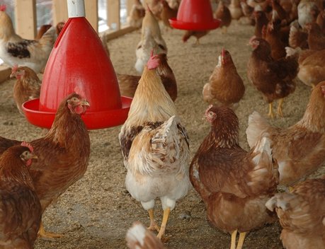 АО СК «РСХБ-Страхование» выплатило 12,6 млн рублей производителю мяса птицы в Омской области