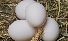 Минсельхоз после мяса птицы предложил запретить на полгода экспорт яиц