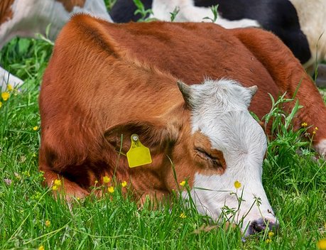 Более 48 млн рублей получили сельхозтоваропроизводители Ставрополья на производство говядины