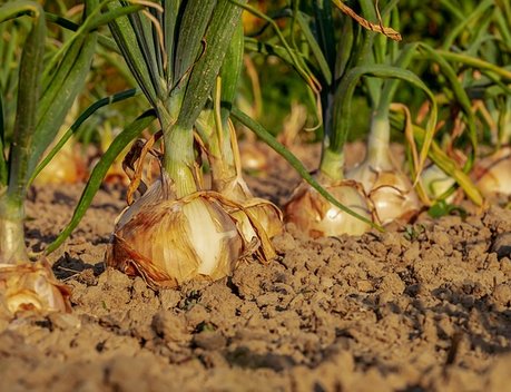 Президент НСА Корней Биждов: в 2023 году вырос спрос на страхование овощеводства, оценка охвата отрасли страхованием — не менее 20 %