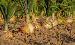 Президент НСА Корней Биждов: в 2023 году вырос спрос на страхование овощеводства, оценка охвата отрасли страхованием — не менее 20 %